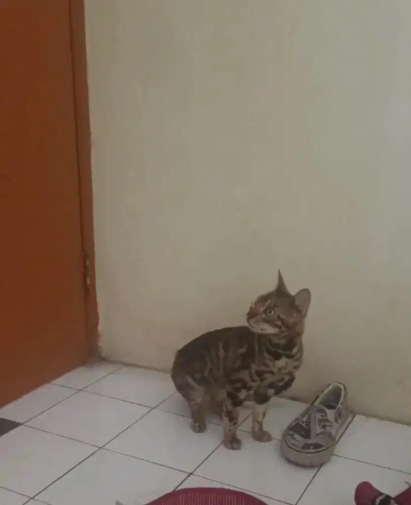 Kucing Betina rosetted