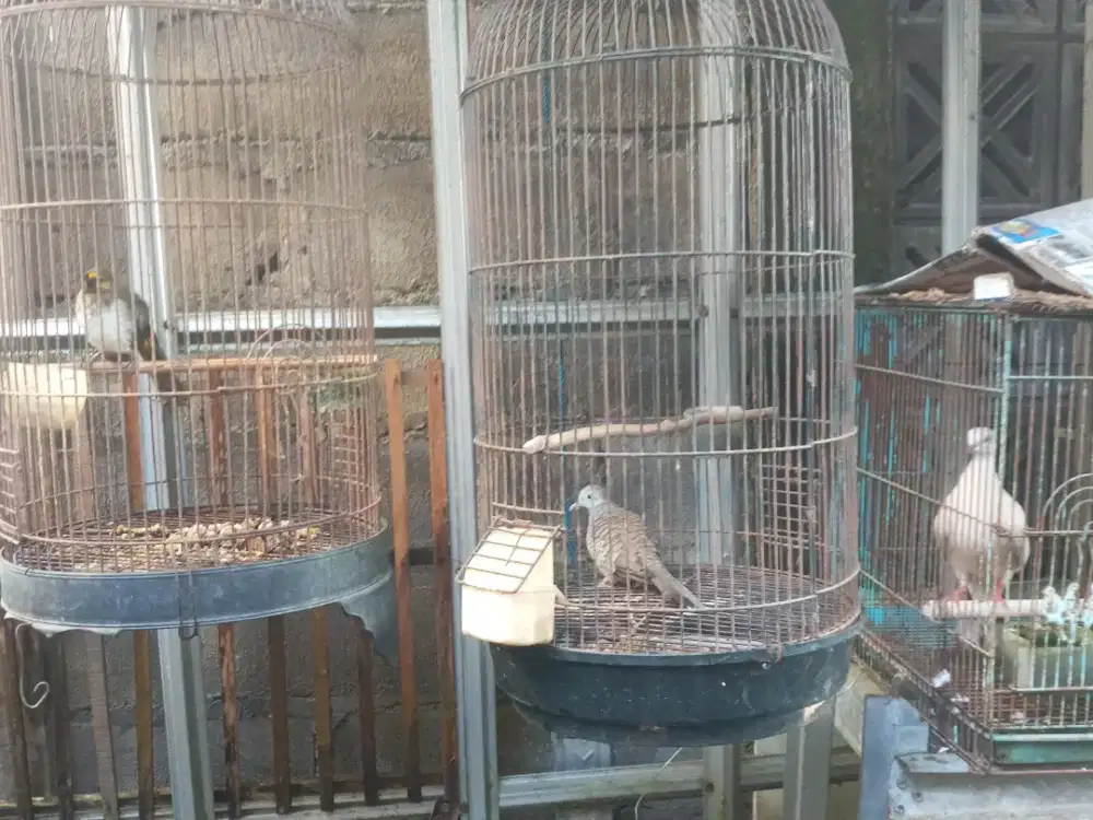 Di borong burung,prkutut,wilis,puter nuktok