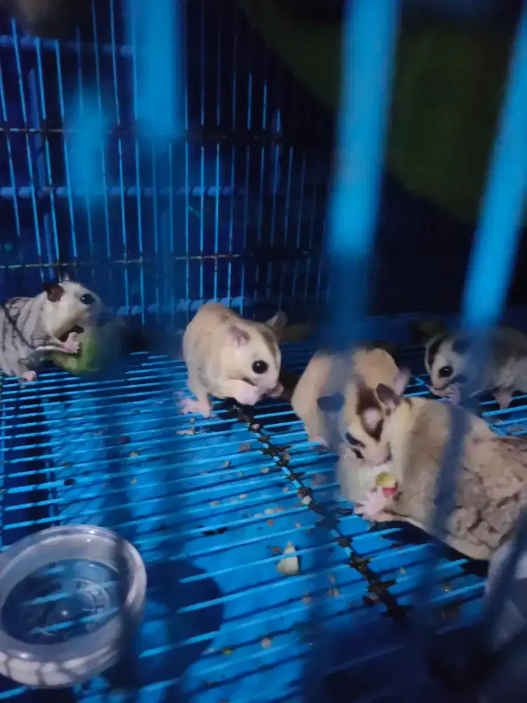 Sugar glider 5 ekor borong murah