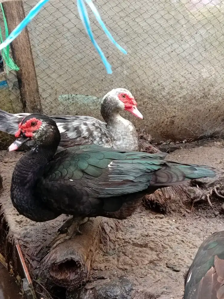 Entok jantan siap rica