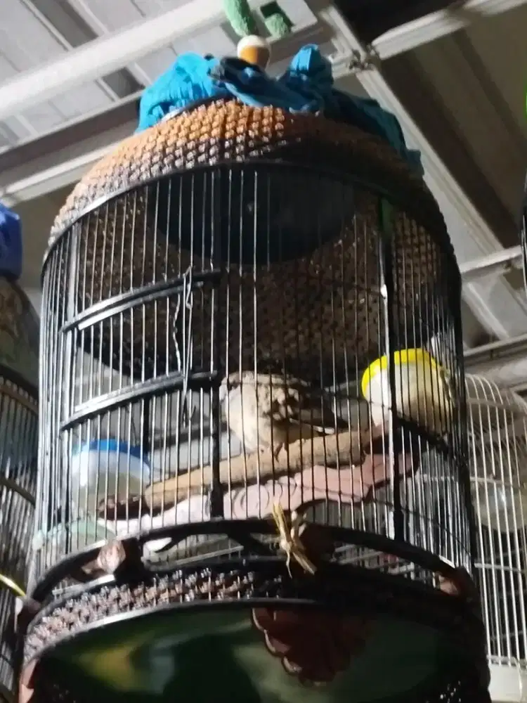 Sangkar perkutut fulset