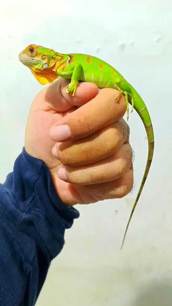 Iguana anakan super red