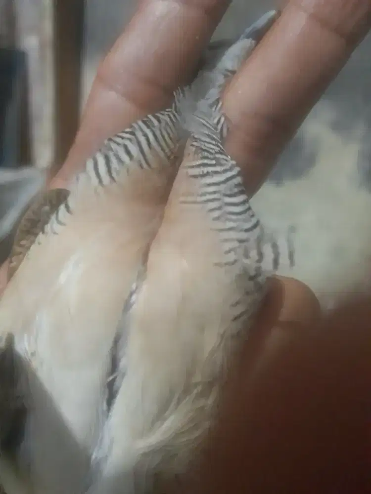 Perkutut lokal alam banyu mili dan ekor 13