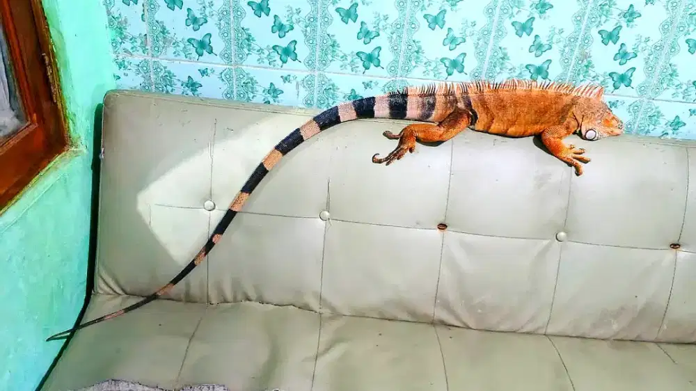 Iguana super red jumbo jantan 140cman