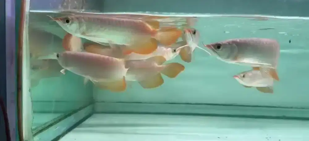 Arwana Panjang 22-25 cm