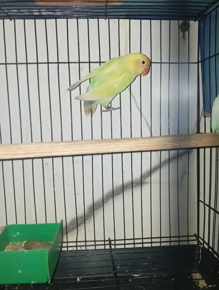 PB PASTEL JANTAN SIAPAN USIA 6 BULAN