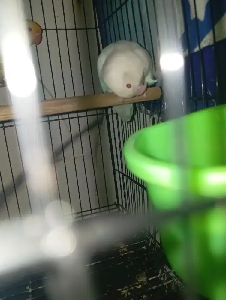 LOVEBIRD ALBINO MATA MERAH BETINA DEWASA
