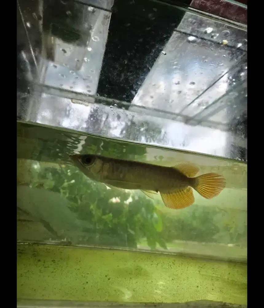 Ikan arwana super red asli original Kalimantan chip sertifikat premium