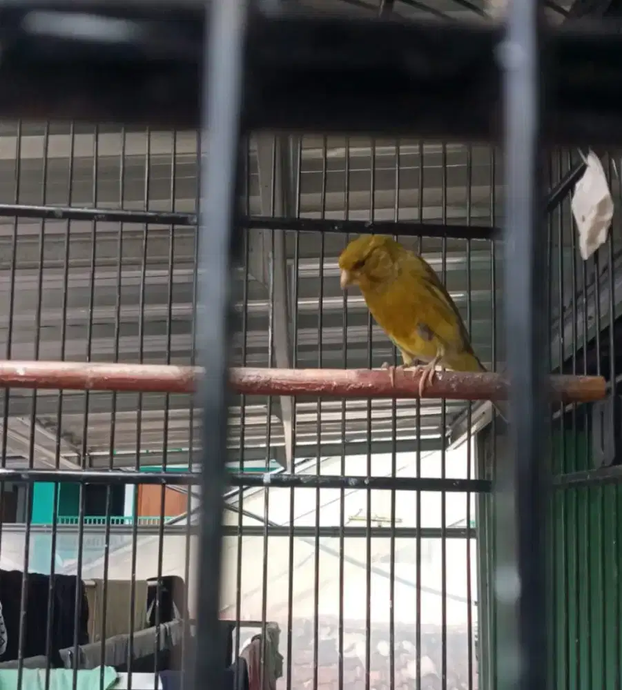 Kenari gacor body gagah