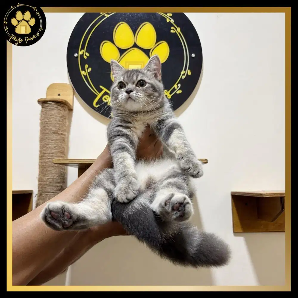 BRITISH SHORTHAIR MUNCHKIN NON STANDAR JANTAN