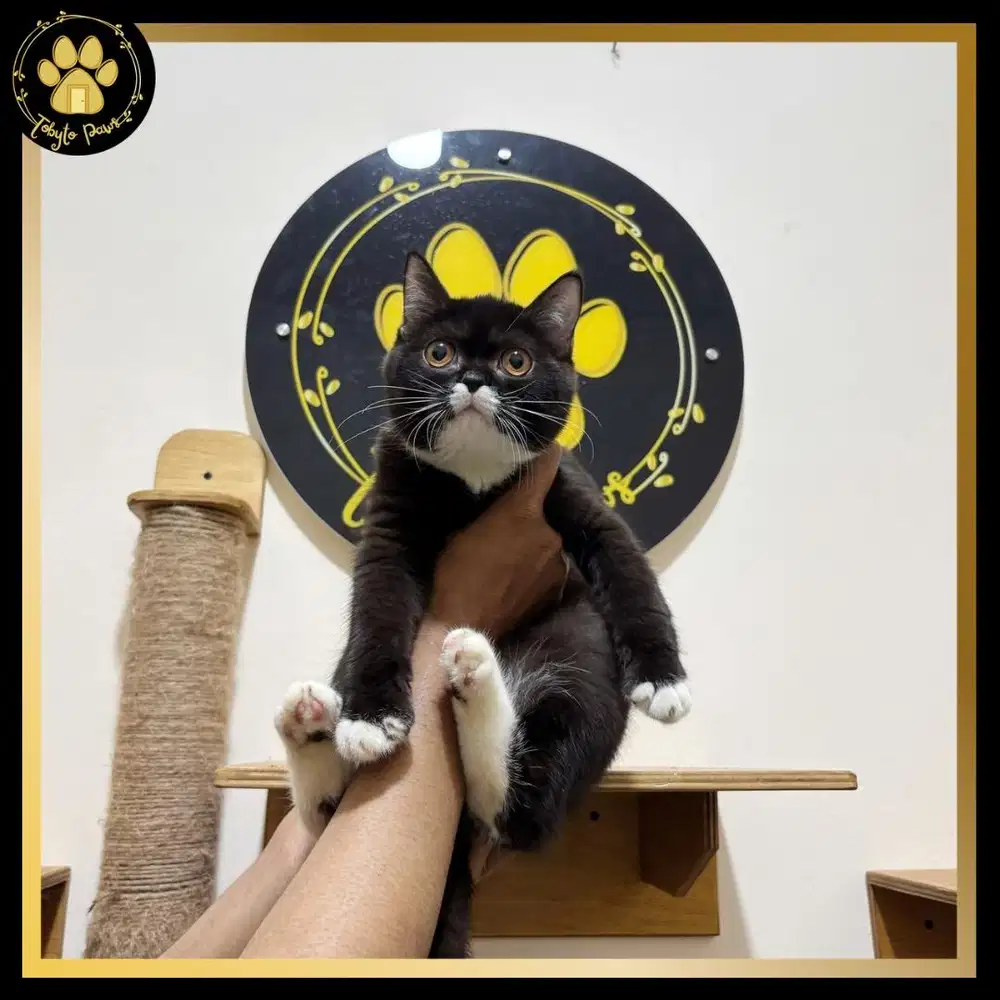 BRITISH SHORTHAIR MUNCHKIN NON STANDAR BETINA