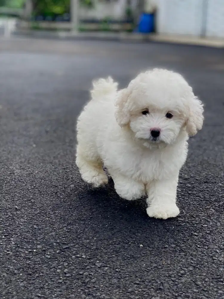 tiny poodle jantan