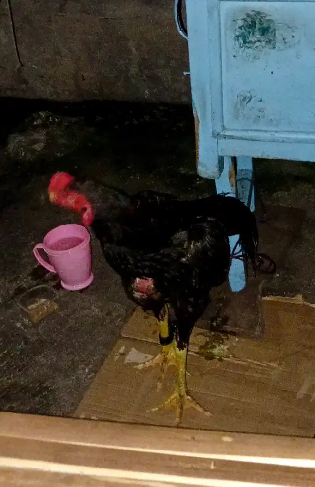 Ayam bangkok mangon jumbo