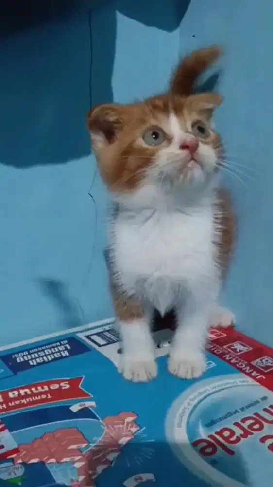 Kitten Scottish fold