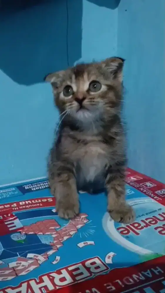 Kiteen Scottish fold