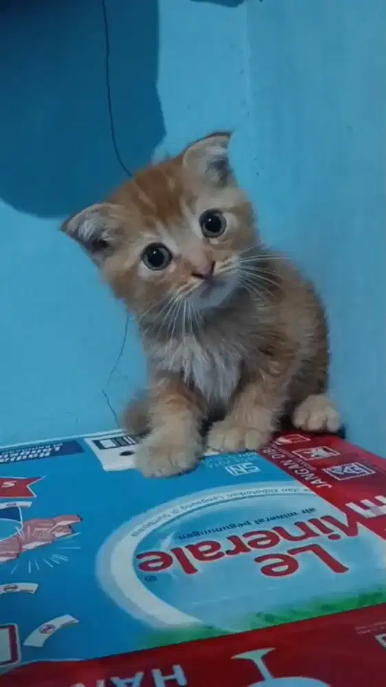 Kiteen Scottish fold