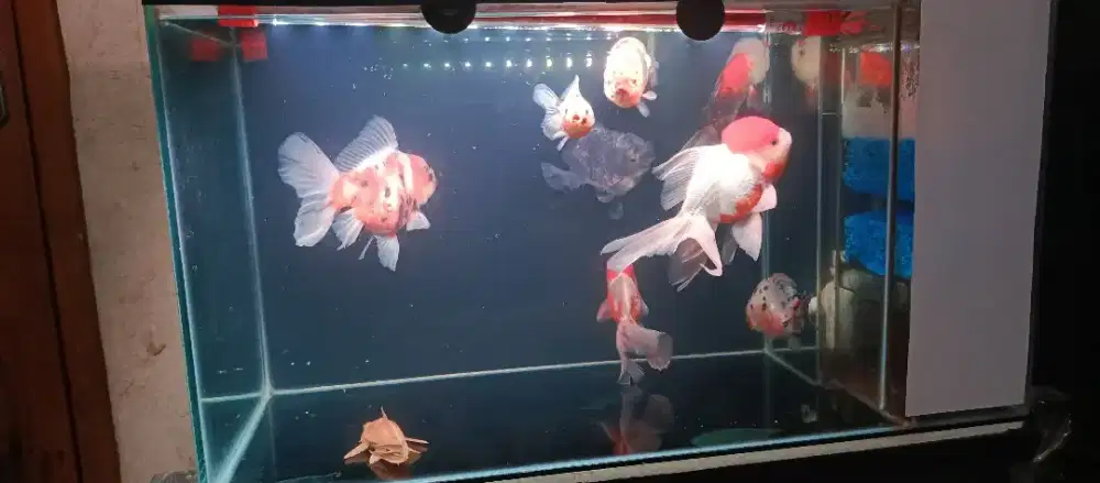 Ikan mas koki 7 ekor