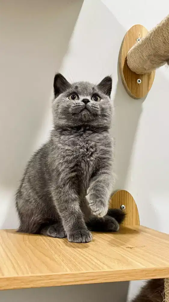 Kitten British Shorthair