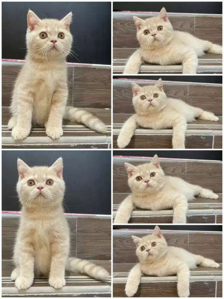 Kitten British Shorthair