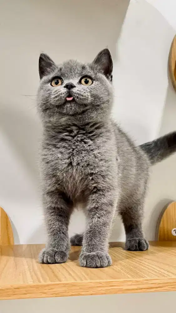 Kitten British Shorthair