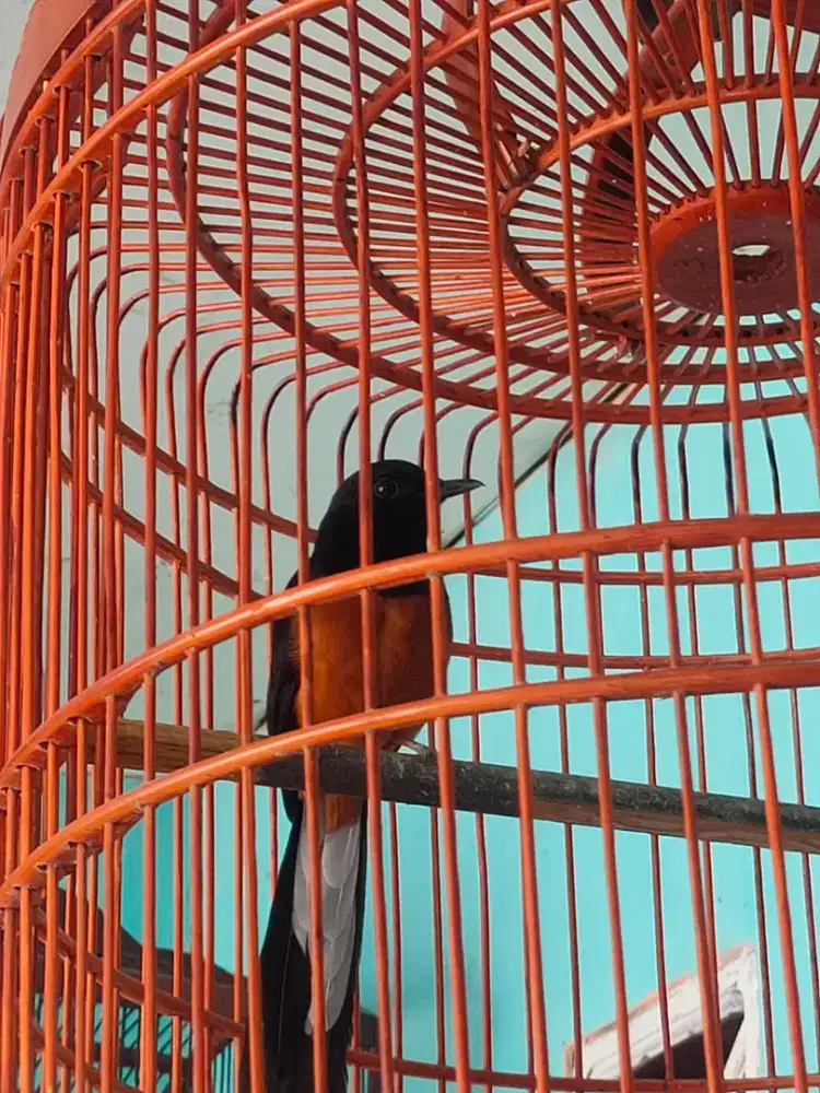 Murai batu ring peternak