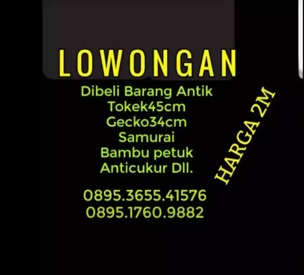 Tokek Magelang dibutuhkan 45cm up sehat normal tdk cacat