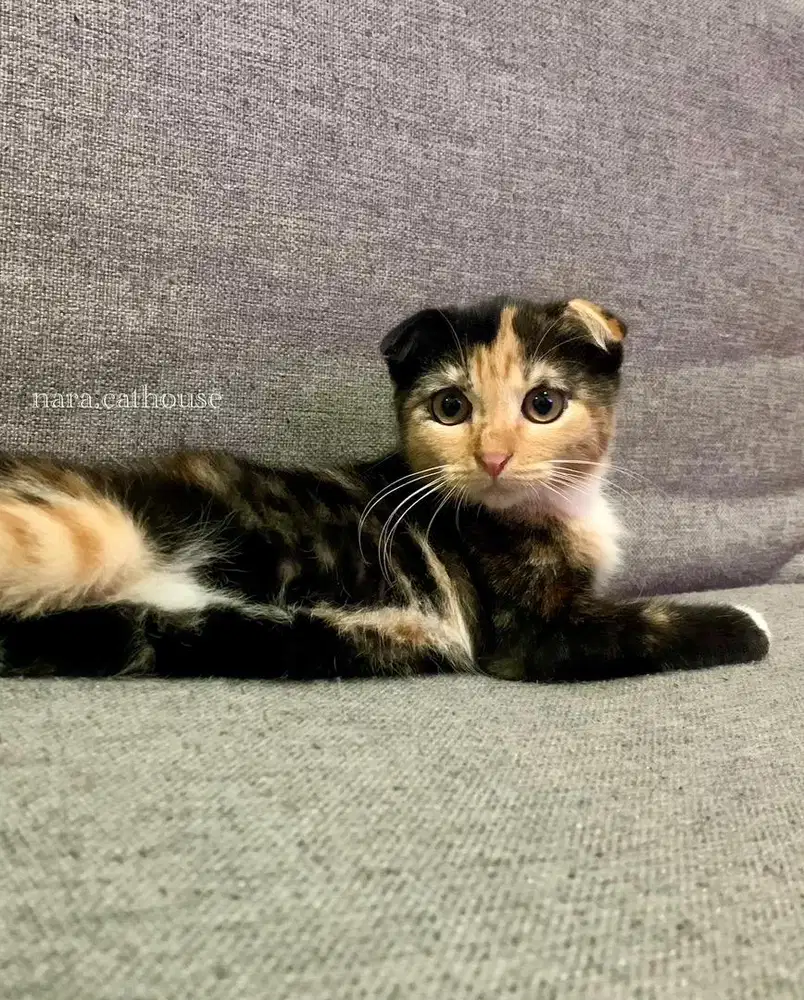 kucing kitten scottish fold betina bandung