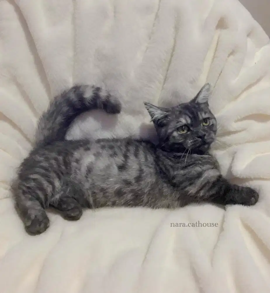 kucing BSH munchkin jantan bandung