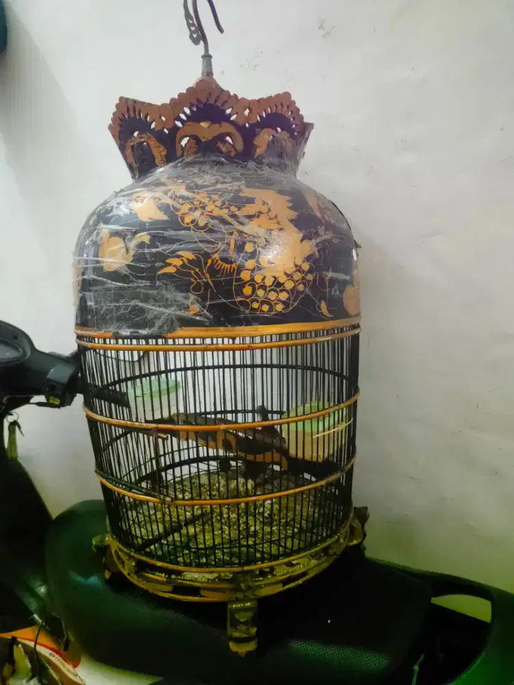 Perkutut lokal + sangkar