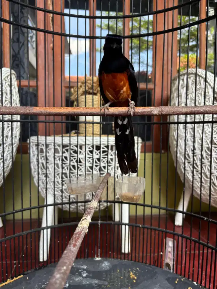 Murai Balak 4 Sudah Gacor