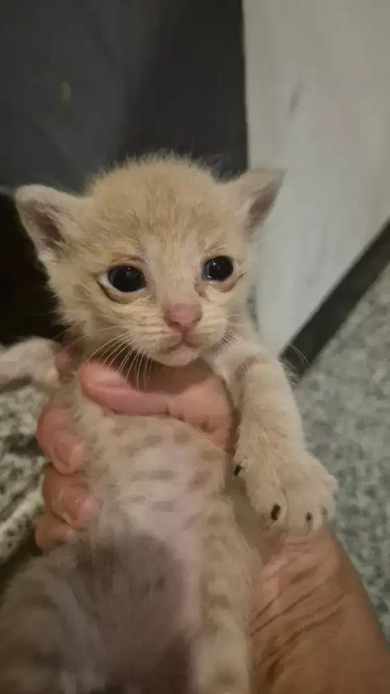 Ayo Siap Adopsi Anak Kucing Lucu, Siap Bikin Hari Kamu Ceria
