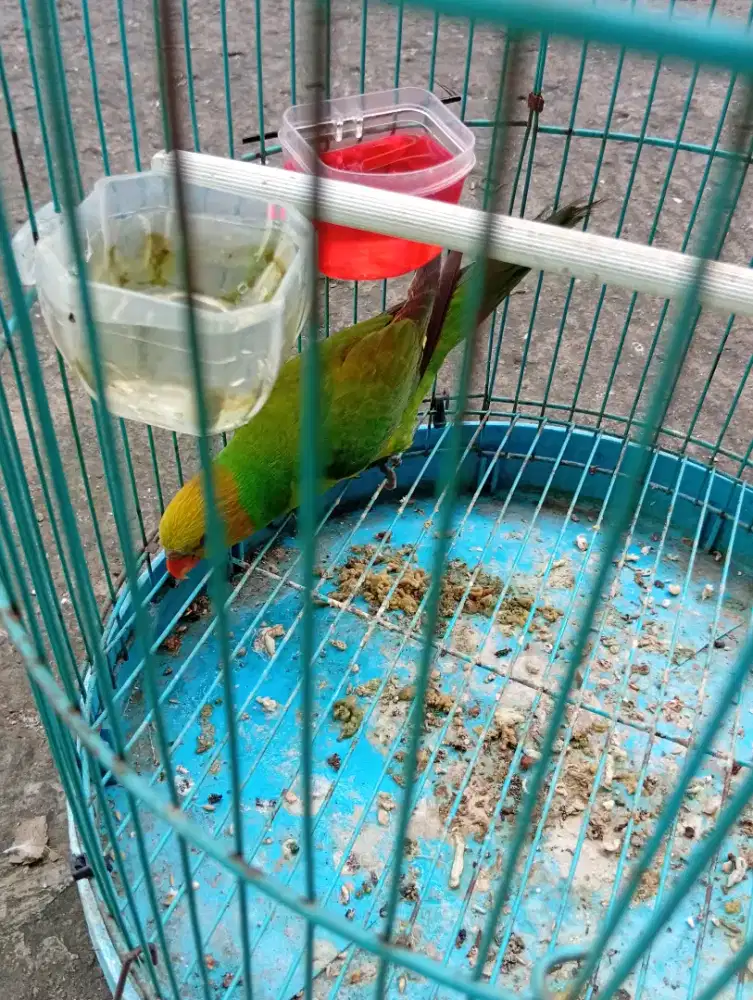 Burung lobet pantai rajin bunyi