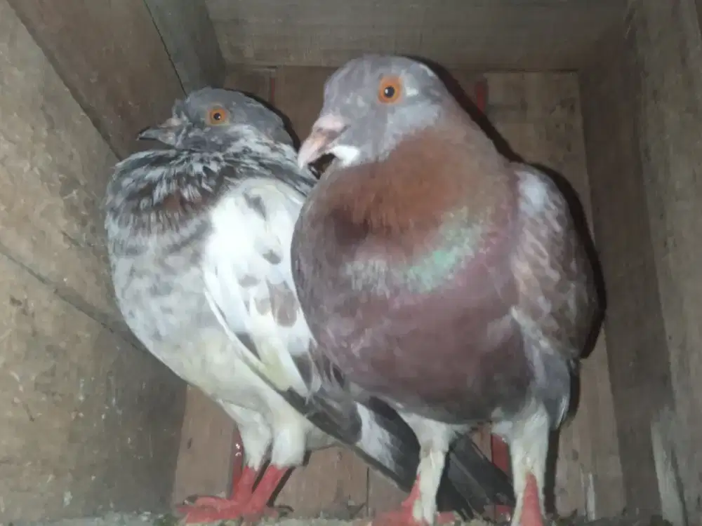 Burung Dara sepasang