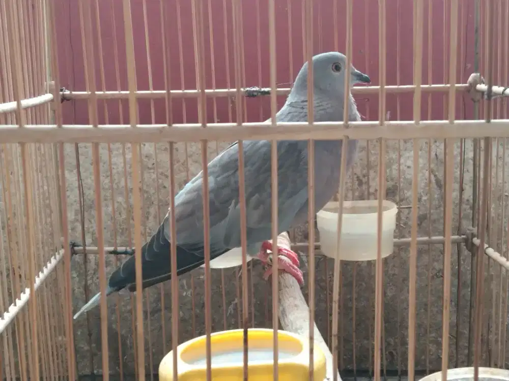 Puter Merpater (silangan puter vs merpati)