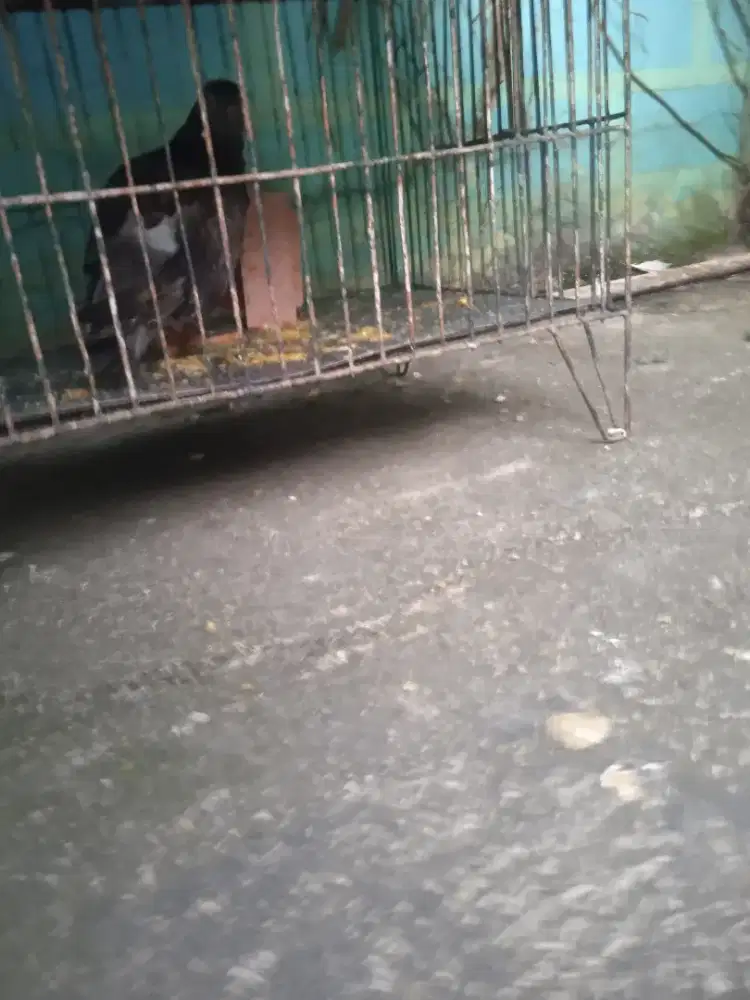 Anakan merpati sehat