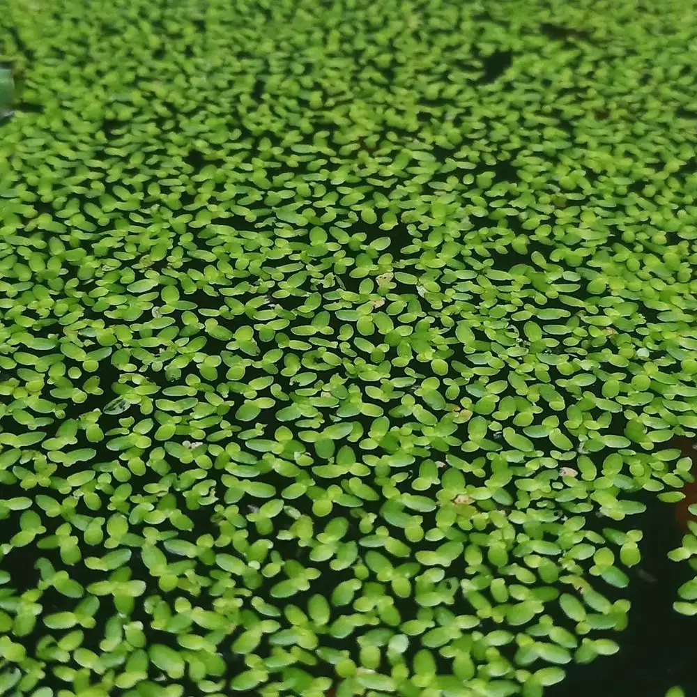 Tanaman air apung mata lele lemna minor duckweed