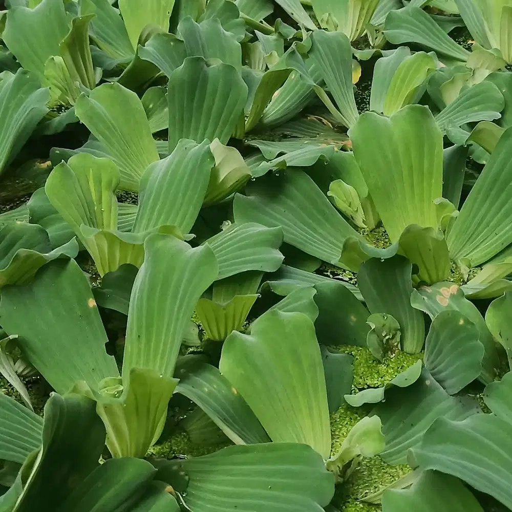 Tanaman air apu apu kapu kapu kiambang