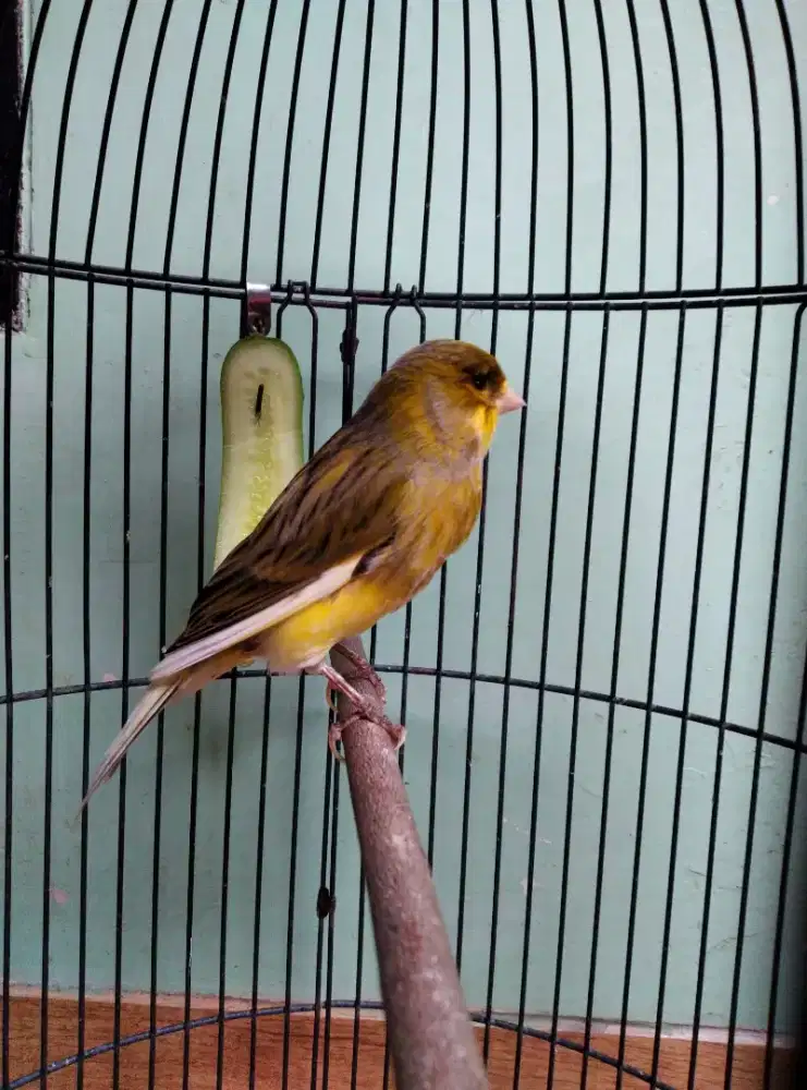 Burung. Kenari AFS ijo bon jantan