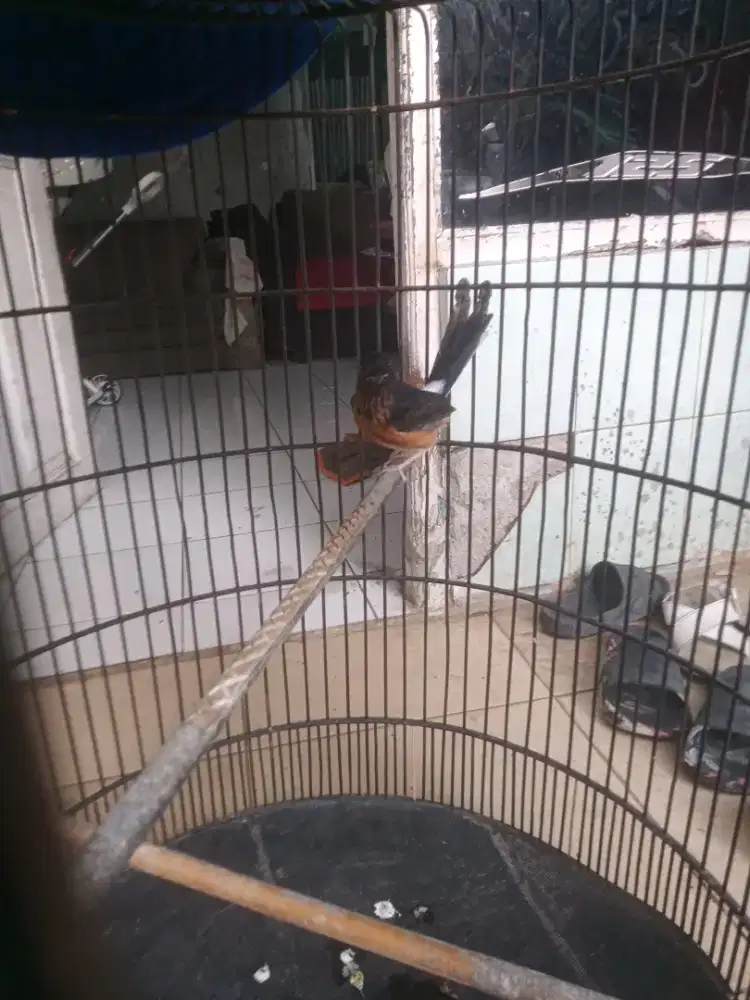 Murai trotol trah prestasi