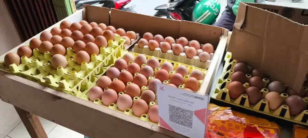 Perlengkapan Usaha Agent Telur