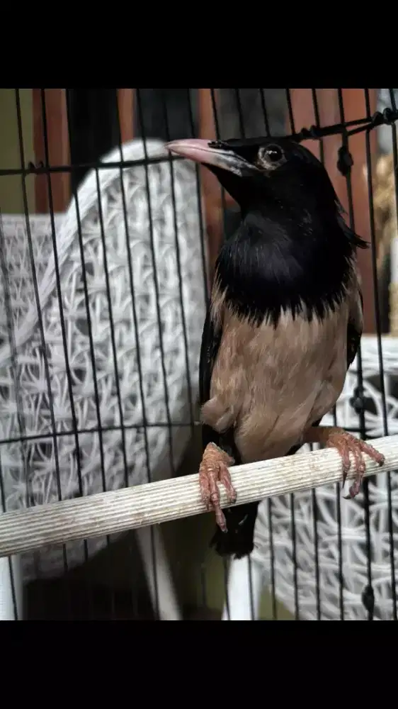 Burung Rosy Starling