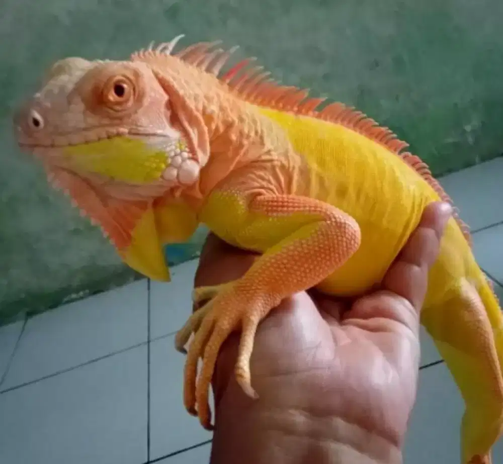 Iguana Albino Istimewa
