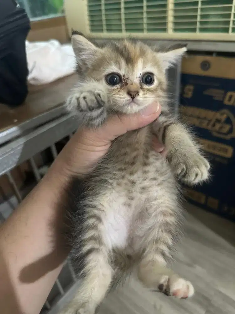 Kitten Kucing Persia Mixdom usia 1,5 bulan