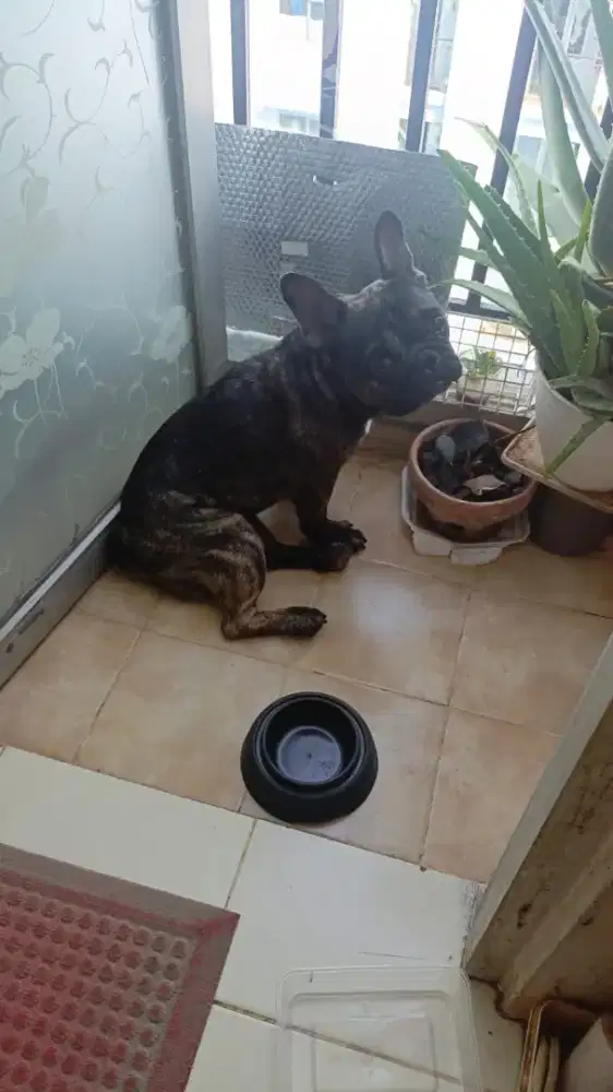 Dijual French bulldog jantan 1.700.000