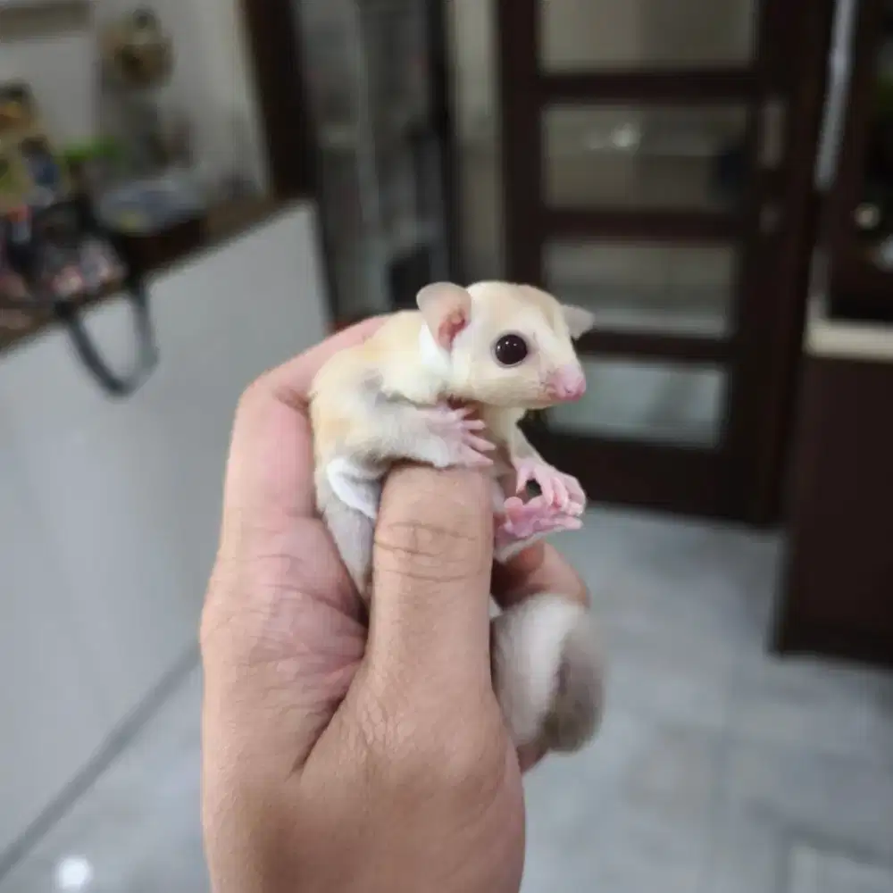 Sugar Glider Creamino Betina Joey SG