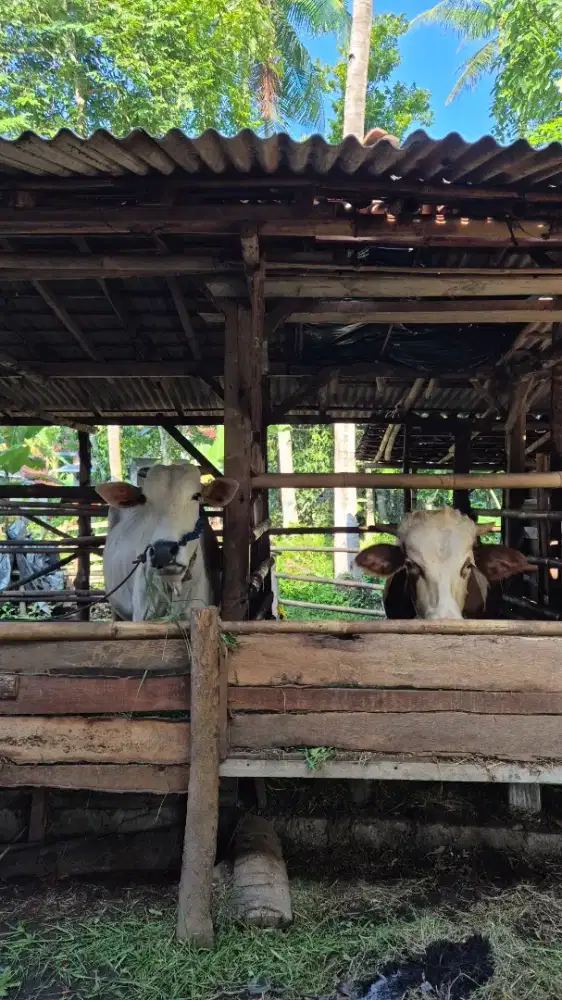 Lowongan Pemelihara Sapi