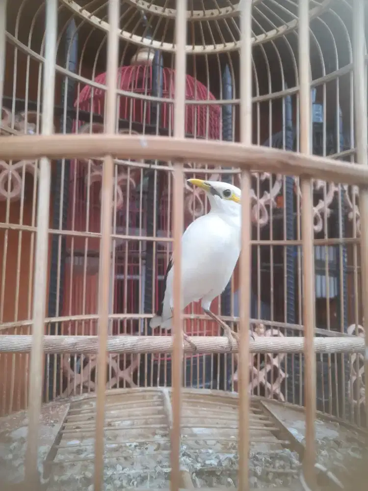 Burung gacor gacor bt lovebird