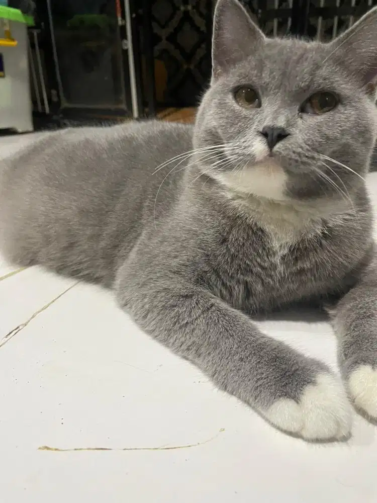 Kucing britis shot hair