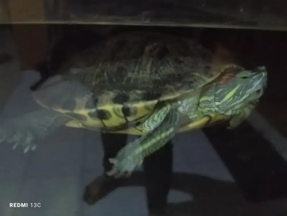 Indukan kura kura res Brasil