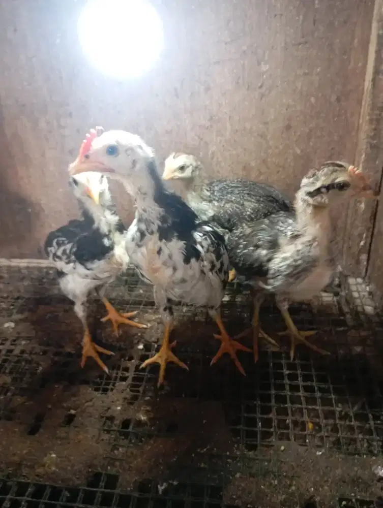 Ayam kampung anakan umur 1,5 bulan